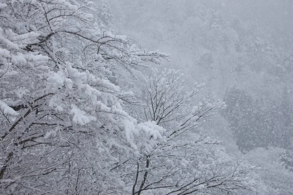 Piękny Widok Zimowy Las — Zdjęcie stockowe