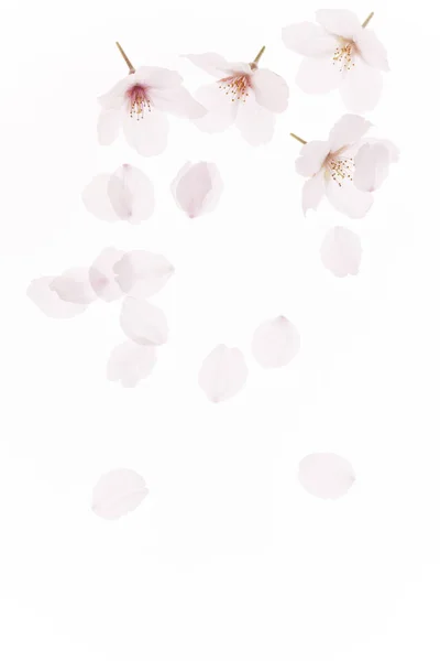 Jaro Třešeň Květiny Květ Pozadí — Stock fotografie