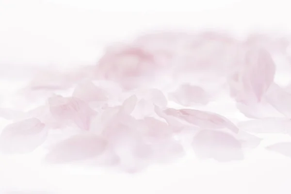pink cherry blossoms petals on white background.