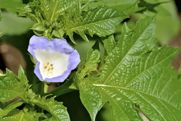 Flor Azul Con Hojas Verdes — Foto de Stock