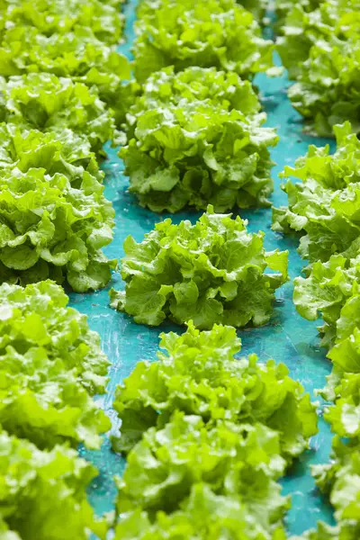 Fresh Lettuce Leaves Market — Stockfoto