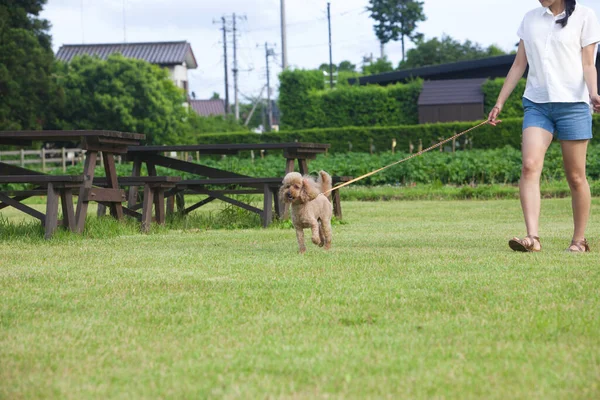 Dışarıda köpek yavrusuyla dolaşan bir kadın resmi.