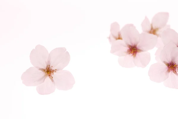 Jaro Třešeň Květiny Květ Pozadí — Stock fotografie