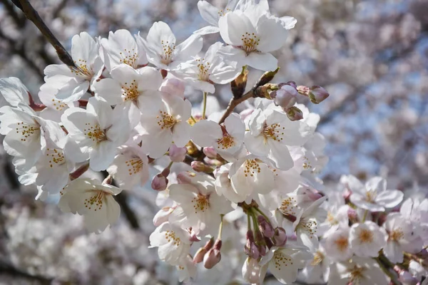 Fiore Ciliegio Giappone — Foto Stock