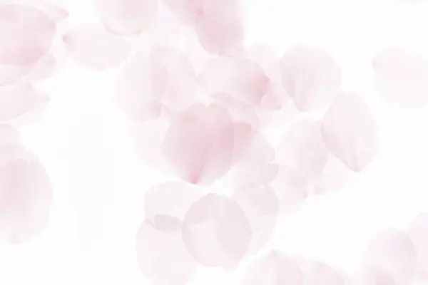 pink cherry blossoms petals on white background.