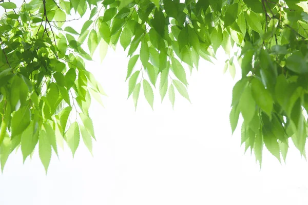 Folhas Verdes Frescas Isoladas Sobre Fundo Branco — Fotografia de Stock