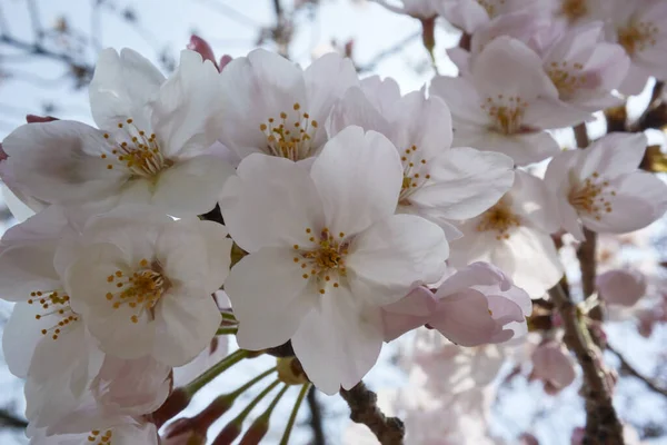 Άνθη Κερασιάς Στην Ιαπωνία — Φωτογραφία Αρχείου