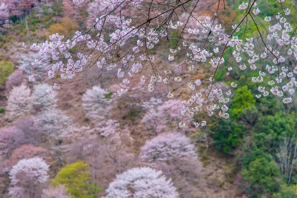 Japonya 'da kiraz çiçekleri