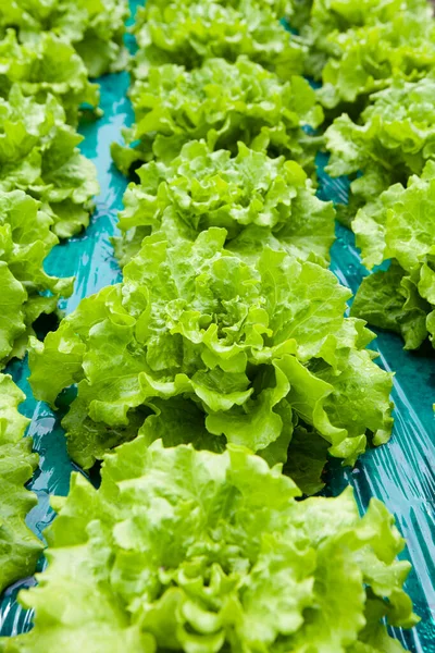 Hydroponisches Gemüse Frischer Grüner Salat Thailand — Stockfoto