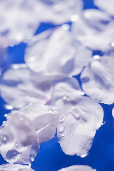 Hermosos Pétalos Flores Cerezo Sobre Fondo Azul — Foto de Stock