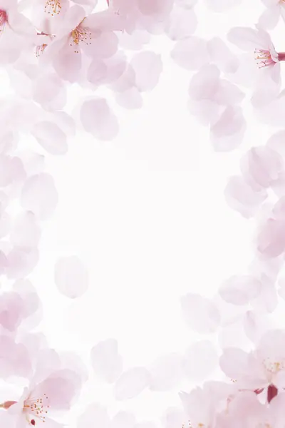 Розовая Вишня Цветет Лепестки Белом Фоне — стоковое фото