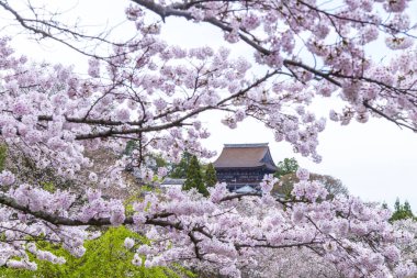 Japonya 'da kiraz çiçekleri