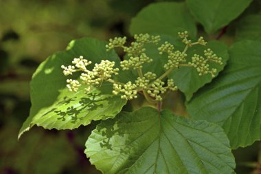 Güzel botanik fotoğrafı, doğal duvar kağıdı.