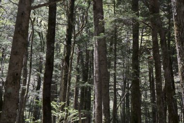 Ormanda yeşil ağaçlar, doğada bitki örtüsü