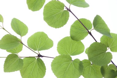 Beyaz arkaplanda taze yeşil yapraklar izole