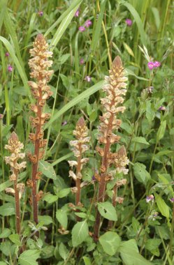 Bahçede güzel çiçekler, doğa ve bitki konsepti