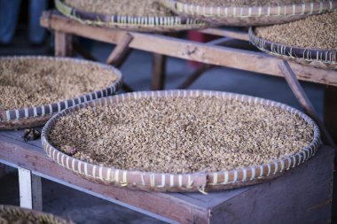 Örülmüş bambu tepsilerinde çiğ kahve çekirdeği kurutmak.