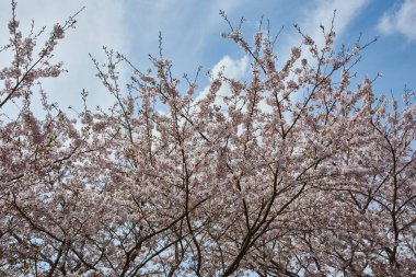 Japonya 'da kiraz çiçeği 