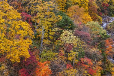 Japonya 'daki güzel sonbahar parkının manzaralı görüntüleri.