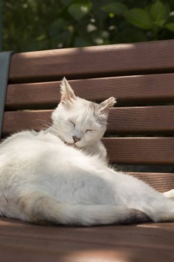 Kedi bahçede bankta uyuyor. 