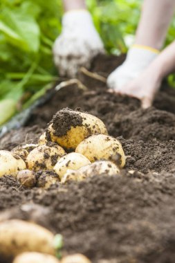 Kadın çiftçi kırsal alanda patates topluyor.