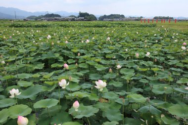 Bahçedeki nilüfer çiçeği