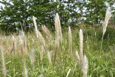 Çayırdaki çimleri kapatın