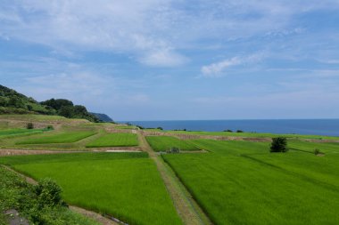 Doğanın arka planında mavi gökyüzü olan yeşil alan