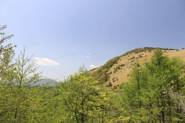 Dağlarda yeşil ağaçlar