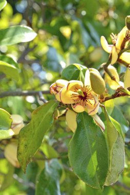 Açık büyüyen renk çiçeği yakın