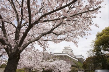Himeji kalesi kiraz çiçekleriyle çevrili.