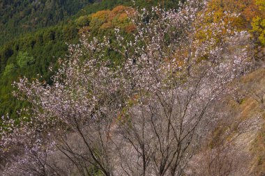 Parktaki kiraz ağacı.