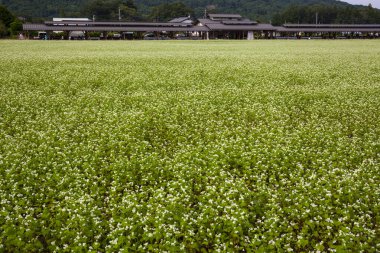 Yeşil pirinç alan ve gökyüzü