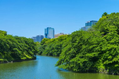 Yazın nehir manzarası