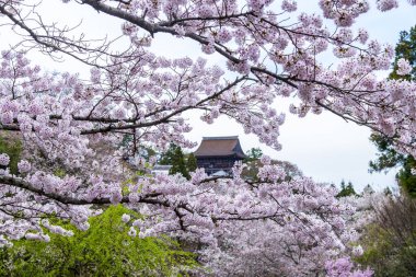 Japonya 'da kiraz çiçekleri