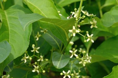 Bahçedeki güzel çiçekler