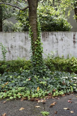 Bahçedeki yeşil bitkiler