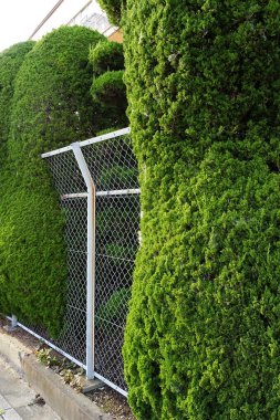 Çitteki yeşil sarmaşık bitkisi