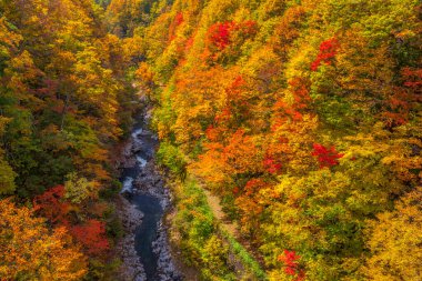 Renkli ağaçları ve nehri olan güzel sonbahar manzarası