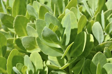 Yaz bahçesinde yeşil bitkiler, gündüz manzarası 