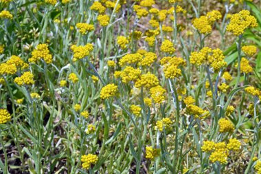 Bahçedeki sarı çiçekler