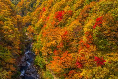 Renkli ağaçları ve nehri olan güzel sonbahar manzarası