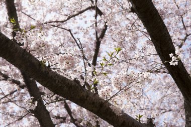 Japon parkında güzel bahar kiraz çiçekleri