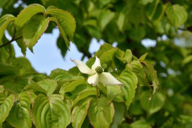 Bahçede büyüyen parlak çiçekler.