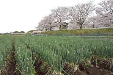 Parkın güzel manzarası.