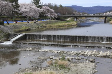 Geleneksel bir Japon parkında çiçek açan güzel kiraz çiçekleri 