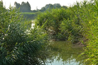Yazın kıyılarda küçük bir göl.