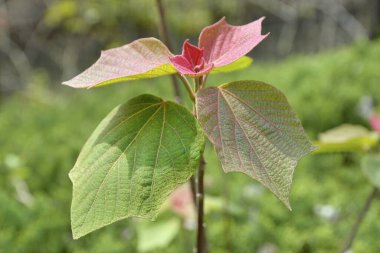 Ormanda yeşil ve kırmızı yapraklar