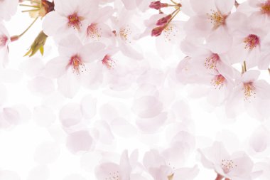 Bahçedeki güzel pembe sakura çiçekleri