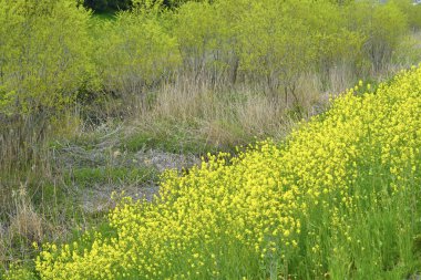 Bahçedeki sarı çiçekler